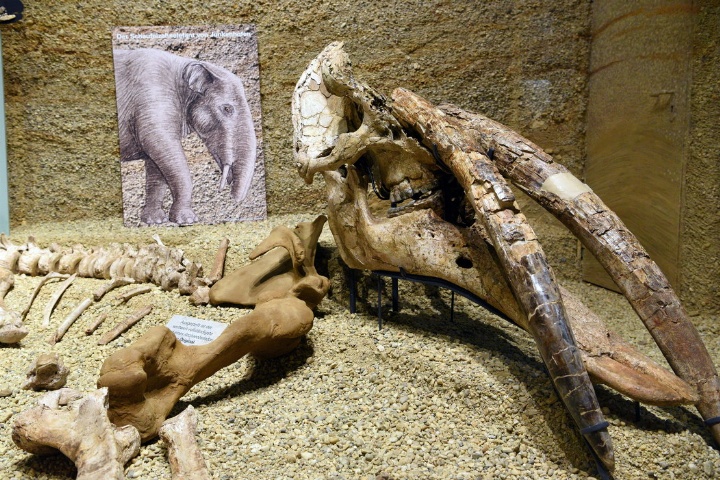 Augsburger Urelefanten und giftige Tiere